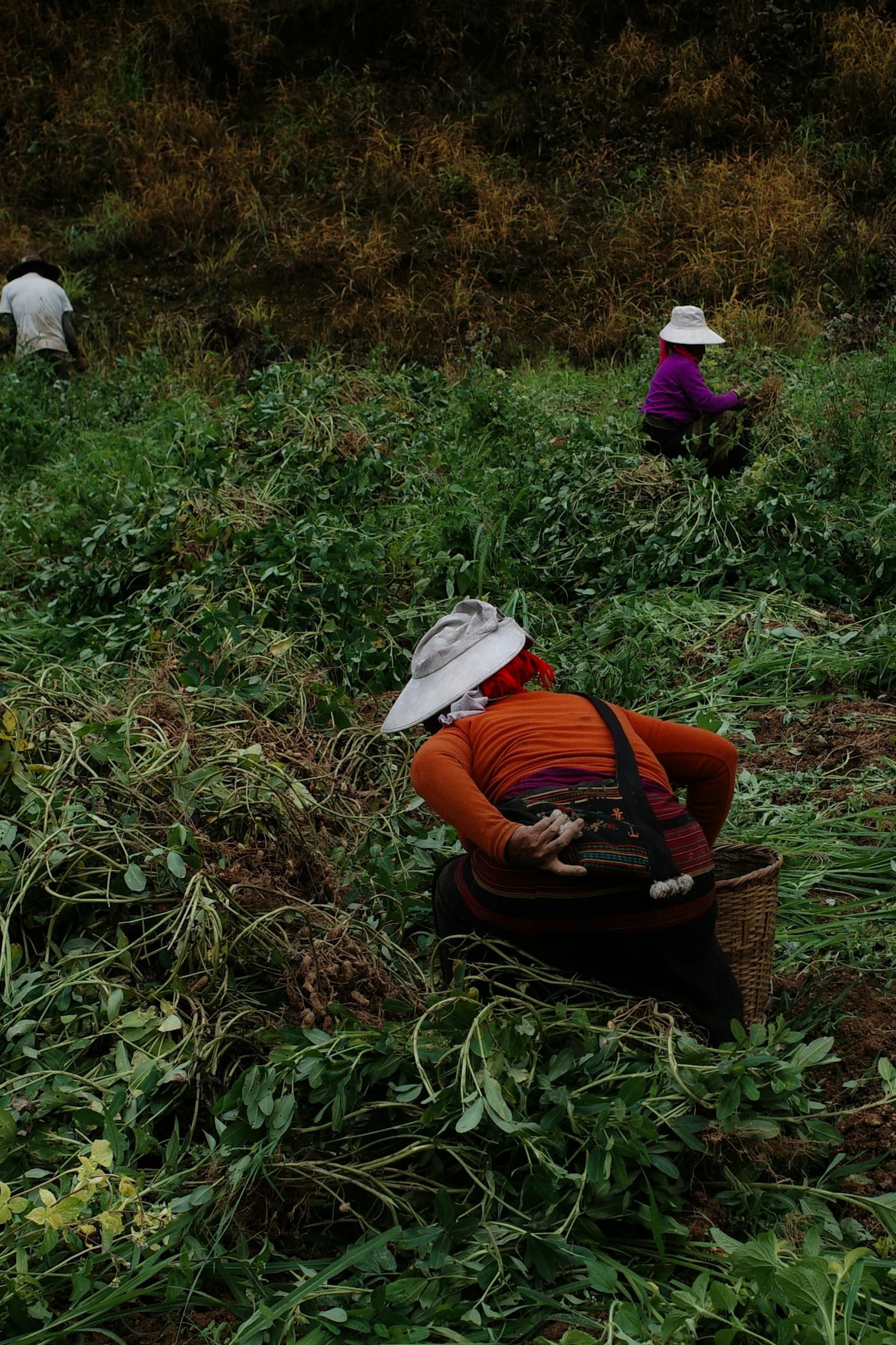Farmers harvesting groundnut crop in India