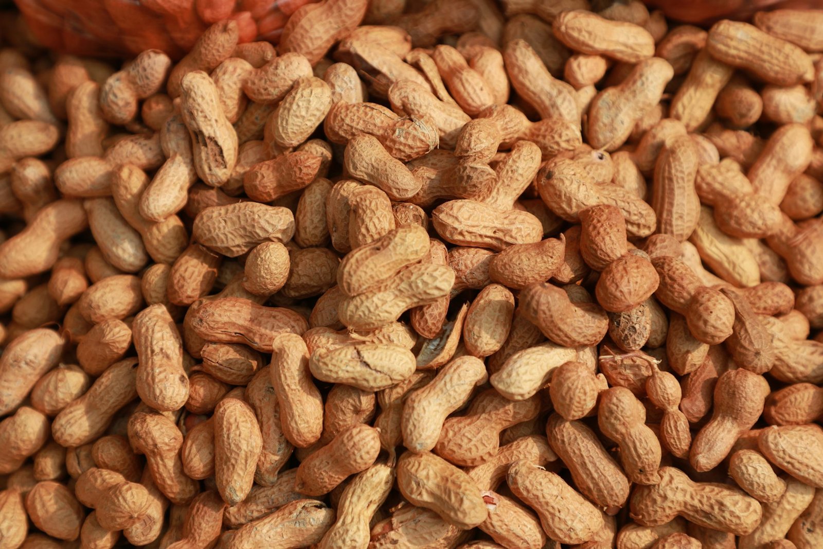 Freshly harvested Indian inshell peanuts