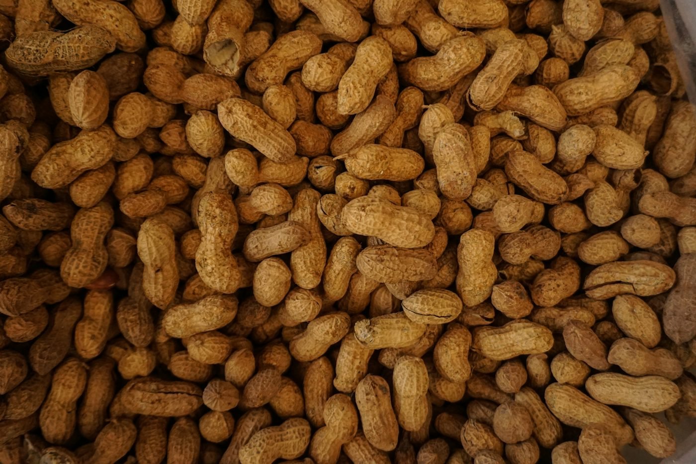 Heap of sun-dried Indian groundnuts